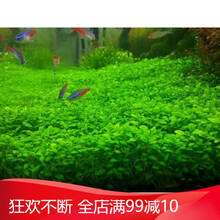 莫斯鱼缸装饰水草种子造景套餐四季草缸活体淡水植物泥懒人水下籽 01号矮珍珠4000粒+营养液1瓶