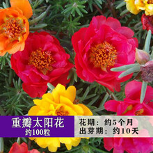 纳格兰室内外四季开花种易活各种花种子爆盆花籽盆栽花卉春夏秋冬花种 【花卉】美丽太阳花约100