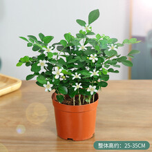 林居金禾 九里香 四季开花  办公室内阳台客厅庭院含加仑盆多次结果 精品丛生苗 原盆 含盆