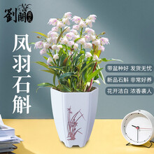 劉閣蘭花 刘阁兰花 澳洲石斛兰花苗 香水石斛 冬带花苞出售浓香花卉绿植盆栽 凤羽石斛，10苗左右带培养盆