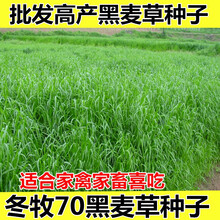 四季牧草种子多年生黑麦草籽菊苣紫花苜蓿鸡鸭鹅猪牛羊兔鱼草种子骏楷园林 冬牧70【耐寒】/斤