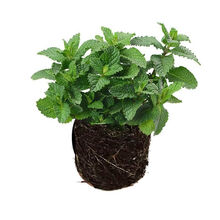 食用薄荷 商品搜索 京东