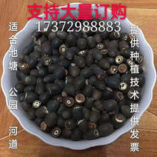 大型荷花种子碗莲种子水生花卉高产观赏池塘莲藕种子 荷花种藕 混色一斤