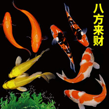 锦鲤鱼观赏鱼活体淡水鱼冷水鱼金鱼锦鲤活鱼鱼苗大正红白黄金 华狄 八方来财(随机) 8-10cm