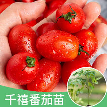 黎昕  千禧樱桃圣女果苗种子西红柿种籽苗小番茄种孑苗春四季盆栽蔬菜苗 千禧番茄苗100棵