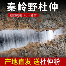 商於百草  杜仲中药材500g克秦岭40年杜仲特级杜仲树皮泡酒煲汤 可磨粉 500克【赠100g超细粉】