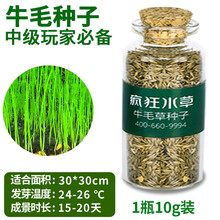 疯狂水草FKSC鱼缸造景水草种子水族箱装饰前景草迷你小对叶草坪活体真水草 牛毛种子21g 适合高端玩家养殖 颜值代表