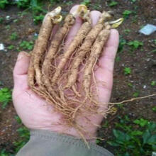 芗苒   新鲜活人参苗人参种子 野山人参种子苗 盆栽地栽庭院西洋人参种苗人参苗带芽孢发货 5棵人参种苗+肥料1包