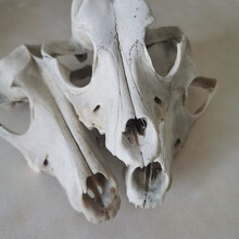 中药材正宗 狗头骨狗头骨粉 狗脊骨 狗肋条骨犬骨狗退骨 100克狗头