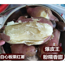 梓乐果 白心红薯新鲜板栗白薯山东红皮白瓤大地瓜沙地番薯干面甜种子育苗 精选中大果 5斤