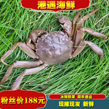 港遇海鲜 大闸蟹鲜活 生鲜螃蟹 淡水蟹 全母蟹2.3-2.6两/只 8只装