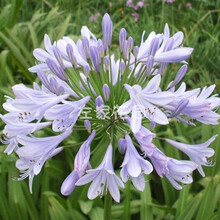 左家花园 进口百子莲裸根苗庭院阳台耐热 多年生花园花境宿根花卉 银宝宝 10cm以下