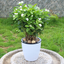 茉莉花盆栽花卉植物室内重瓣虎头茉莉花苗带花苞四季开花浓香好养 茉莉6年苗3颗【懒人盆】 含盆