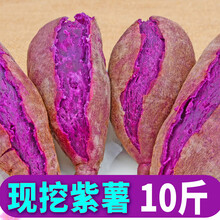 山东紫薯新鲜10斤地瓜农家现挖软糯板栗山芋红紫心 5斤 中果