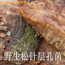 松针层孔菌长白山灵芝整枝松黄桑黄500g