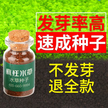 疯狂水草FKSC鱼缸造景水草种子水族箱装饰前景草迷你小对叶草坪活体真水草 小对叶种子 适合新手养殖无需CO2