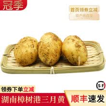 顺丰速发 正宗樟树港农家自种三月黄土豆现挖新鲜蔬菜土豆湖南特产马铃薯5斤装10 10斤装