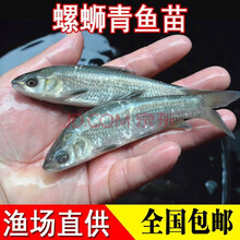 青鱼鱼苗大型活体淡水鱼塘养殖吃螺丝混黑鲩皖鱼镇有心意大鱼缸观赏放生四大家鱼花鲢鳙鲫鱼草鱼螺蛳青鱼苗 5条4-6厘米青鱼苗