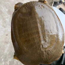 鲜美惊 外塘放养外塘生态甲鱼活体青黄王八鱼老鳖甲鱼活体食用王八包活 家庭装3只共3斤