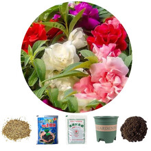 乐子君 勿忘我种子易种四季花草花卉盆栽庭院室内外四季开花不断花种籽子 凤仙花200粒+花盆+营养土+肥