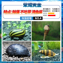 于家林子观赏螺虾蟹水族活体缸壁除藻螺观赏鱼活体鱼缸除藻清淤活化底床水族箱造景装饰 除藻清屎 斑2马来3黑金2杀3