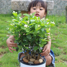 诚为本 重瓣白色茉莉花盆栽带花苞四季观花植物开花不断庭院花园有香味好养的盆栽花卉植物 白茉莉大苗（原土发货）+小肥料
