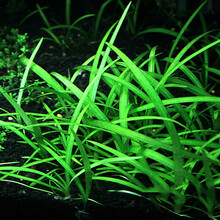 【店铺推荐】前景真水草集锦鱼缸造景套餐水族箱装饰趴地迷你矮珍珠牛毛毡阴性水草活体 迷你小水兰/5-8cm3株一组
