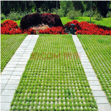 绿中城进口草坪种子果岭草四季青草籽高羊茅狗牙根耐寒黑麦草种子低矮早熟禾耐践踏百慕大庭院绿化护坡草籽 【停车坪】/斤停车场用 一斤