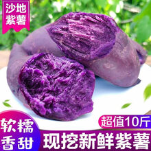 山东沙地小紫薯新鲜批发代餐番薯地瓜农家软糯板栗心薯 5斤中大果