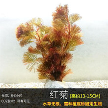 鱼缸懒人水草植物活体淡水有茎草缸造景水族箱中后景水草套餐 红菊2杯(+水草沉底杯)