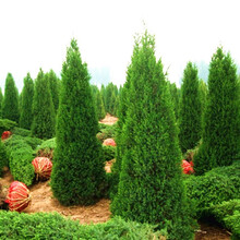 沭之美塔柏树苗 蜀桧苗 圆柏桧柏侩柏小苗快柏 松柏树苗 扫墓祭祀墓地松树苗 柏树苗四季长青工程园林绿 1.4米高 苗