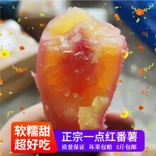 玫栀 红薯新鲜现挖从化一点红番薯南沙紫心冰淇淋花心地瓜紫薯冰激凌 南沙一点红特大果【单果8两以上 5斤