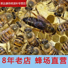 伟博精选中蜂种蜜蜂王新开产王笼蜂产卵王双色阿坝仓王处女王老王包活巢础 仓王处女王