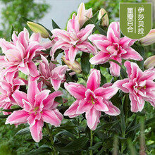 3颗百合种球四季开花室内外花卉盆栽香水百合花种子好养易活耐寒 A11/粉贝拉3颗球+生根粉 12+