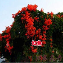 别墅庭院爬藤植物爬山虎树苗 鞭炮花苗 炮仗花攀援花卉油麻藤 凌霄花苗 红色 2年苗