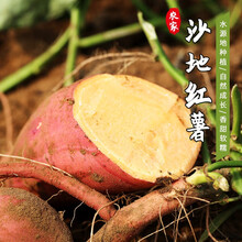 密云农家自种 红薯地瓜农家番薯 软糯香甜蜜薯现挖