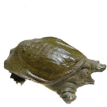 现杀外塘甲鱼源生态活体王八真空包装鲜活杀好食用开袋即煮 3.5斤现杀真空包装