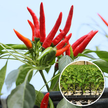 寿禾簇生朝天椒苗秧苗小米辣苗蔬菜苗辣椒苗寿光菜苗种苗簇生朝天椒苗6棵