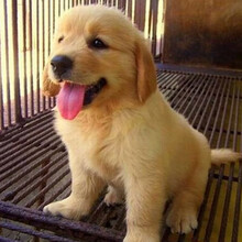纯种金毛幼犬活体金毛犬大骨架金毛犬纯种金毛幼犬活体金毛活体幼犬宠物狗金毛犬幼犬纯种金毛狗公母均有 AAA 级  金毛 公