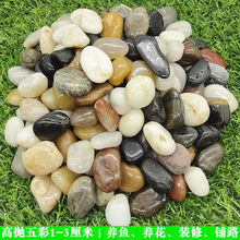 雨花石高抛光鹅卵石黑白黄红五彩石原石庭院造景园林铺路石头鱼缸 五彩1-3特级 250克