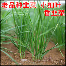 老品种小细叶韭菜种子宽叶紫红根四季播雪韭王不休眠韭菜阳台种菜 老品种细叶香韭菜【半斤】