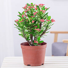 顺丰发货虎刺梅盆栽铁海棠老桩四季开花不断好养花卉室内阳台观花耐旱绿植 虎刺梅一颗(不含盆)