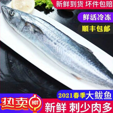 青岛大鲅鱼春季海捕鲜活冷冻青花鱼新鲜深海鱼整条马鲛鱼海鲜海鱼 姬美食尚 春鲅鱼 1.5斤【2 条】