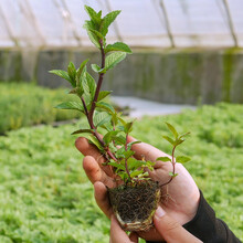 寿禾 河南十香菜种子菜苗薄荷外形蔬菜种籽种孑种籽 十香菜苗9棵
