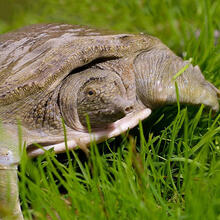 【所友旗舰店】足斤【鲜活甲鱼 包活送达】大甲鱼活体食用中华鳖苗水鱼王八土鳖 10只 小甲鱼