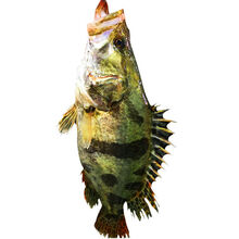 匠心说 淡水桂鱼正宗鳜鱼鳌花鱼桂花鱼淡水鱼新鲜活鱼下单现杀 一条装 一斤左右一条