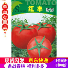 凤鸣雅世 普罗旺斯番茄种子西红柿种子水果番茄种籽大棚农家四季农家菜园蔬菜籽种粉果红果黄果菜盆栽种子菜 广州农科院农普农普红丰番茄种子5克穗农