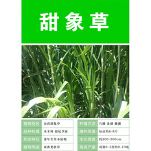甜象草种子养殖牧草种子畜牧多年生牧草牛羊饲料喂牛饲料草种 试种装50克
