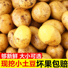 【新货现挖】黄心小土豆 马铃薯迷你洋芋新鲜蔬菜恩施土特产批发 净重5斤乒乓球大小