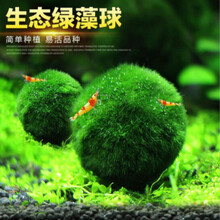 鱼缸真淡水草造景阴性族箱粘沉木莫斯丝大三角松茸垂泪火焰美凤鱼缸造景装饰 大藻球